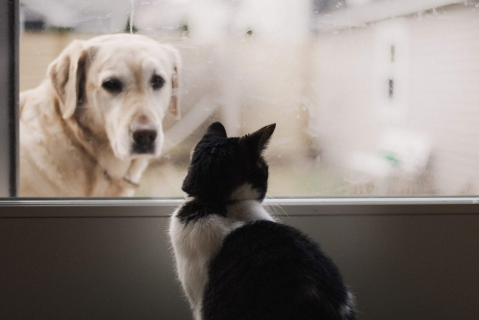 Υγεία του Ουροποιητικού