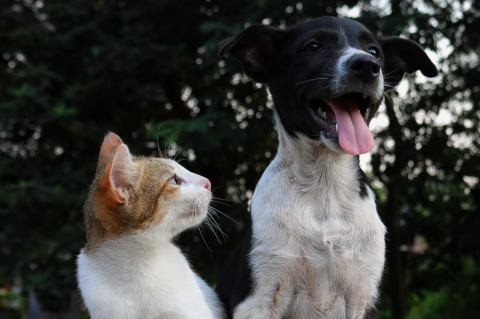 Διατροφική διαχείριση των γαστρεντερικών διαταραχών για σκύλους και γάτες