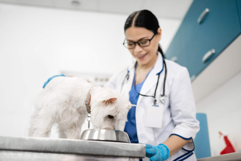 Πρακτικά πρωτόκολλα διατροφικής διαχείρισης για την καθημερινή κλινική πράξη