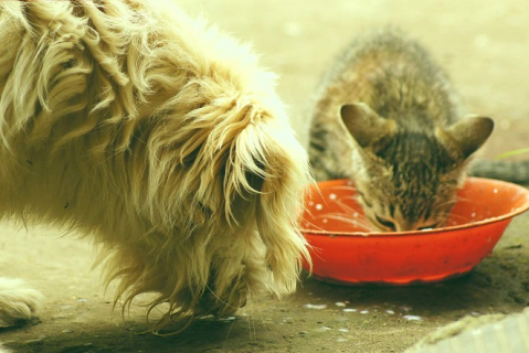 Υγεία του δέρματος και διατροφή σε σκύλους και γάτες