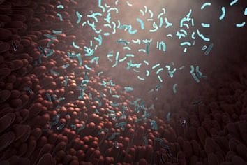 Part of the whole: the role of the gut microbiome in host health