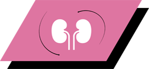 Περιέχει αργινίνη, αντιοξειδωτικά και ωμέγα-3 λιπαρά οξέα που συμβάλλουν στη διατήρηση υγιών νεφρών