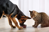 Factors influencing cats & dogs nutritional needs