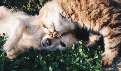 Fundamentals on Pet Nutrition