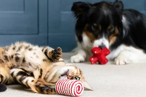 Fundamentals on Pet Nutrition