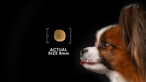 Σκύλος και κροκέτα