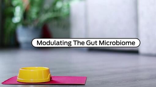 Modulating The Gut Microbiota