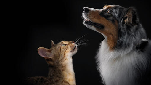 Εξερευνήστε την πλήρη γκάμα προϊόντων PRO PLAN®