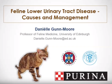 Feline Lower Urinary Tract Disease – focussing on causes and management, with Danielle Gunn Moore